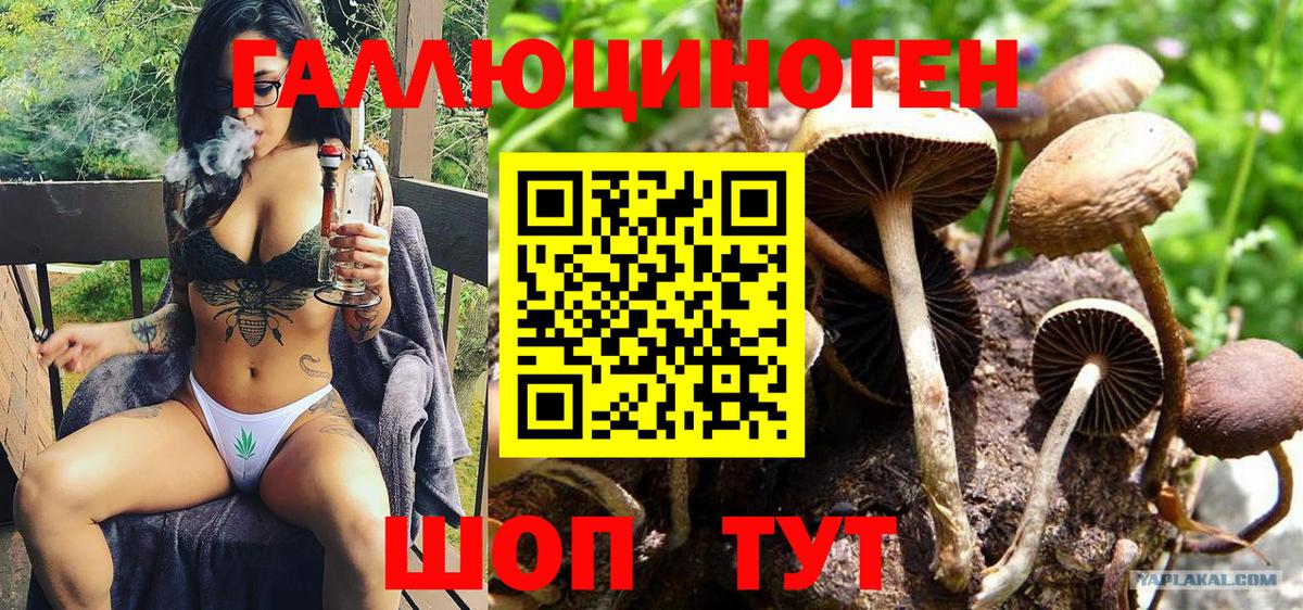 Моздок  Галлюциногенные грибы GOLDEN TEACHER  Вход с VPN 